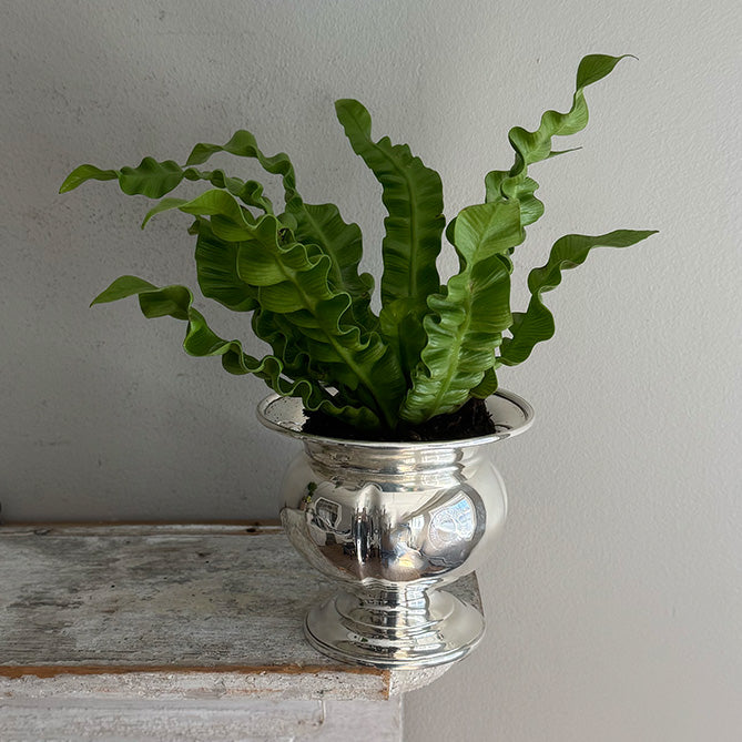 Vintage Fern Pot/Vase